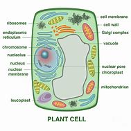 Image result for Module of a Plant Cell