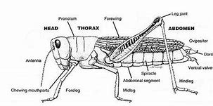 Image result for House Cricket Diagram