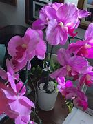 Image result for Office Desk Plants