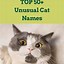 Image result for Weird Cat Names
