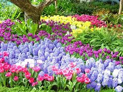Image result for Flowers From Bulbs