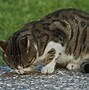 Image result for Cat with His Babies