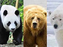 Image result for Panda and Grizzly Bear