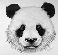 Image result for A Drawing of a Panda