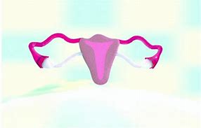 Image result for Artificial Ovary