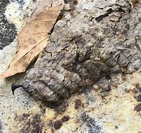 Image result for Armadillo Poop