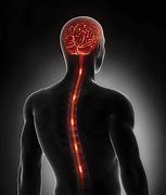 Image result for Brain and Spinal Cord