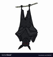 Image result for Hanging Bat Cartoon