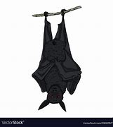 Image result for Hanging Bat Illustration