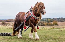 Image result for A Horse That Weighs More than a Ton