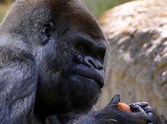 Image result for Ozzie world%27s oldest gorilla dies