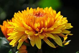 Image result for Chrysanthemum Desktop Wallpaper