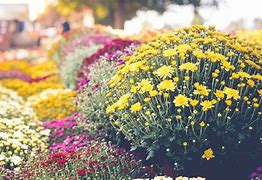 Image result for Chrysanthemum Garden
