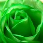 Image result for Green Rose Flower