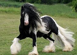 Image result for Cute Gypsy Vanner Horses