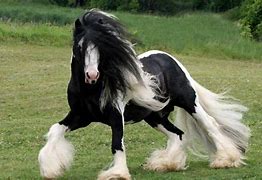 Image result for Gypsy Vanner Horse