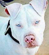 Image result for Prettiest Pit Bull