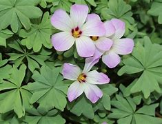 Image result for Oxalis adenophylla