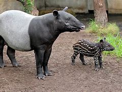 Image result for Malayan Tapir Diet