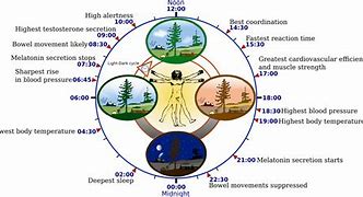 Image result for Biological Clock Biology
