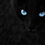 Image result for 2048X1152 Trippy Cat Wallpaper