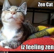 Image result for Zen Cat Meme