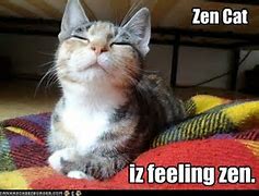 Image result for Zen Cat Meme
