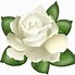 Image result for Single White Rose Clip Art