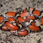 Image result for snake photos