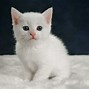 Image result for Cutest White Cat in the World