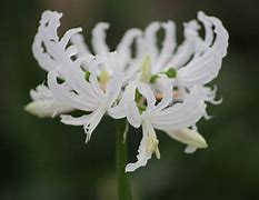 Nerine undulata Alba 的图像结果