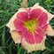 Image result for Hemerocallis Hello Screamer