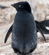 Image result for Black Penguins Stuff