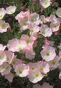 Image result for Oenothera speciosa Siskiyou
