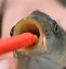 Image result for How to Use Fish Hook Remover