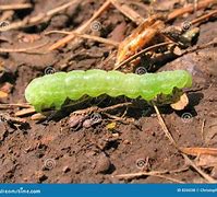 Image result for Green Inch Worms