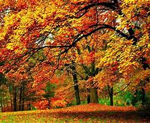 Image result for Early Autumn Background