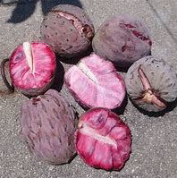 Image result for Ilama Fruit