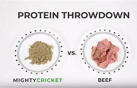 Image result for Cricket Protein Powder for Humans