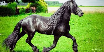 Image result for Black Horse Color
