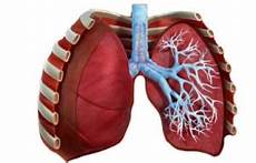 organi gabbia toracica polmone emspedia organi gabbia toracica polmone emspedia