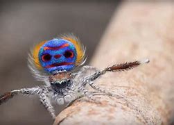 Image result for Peacock Spider Dancing