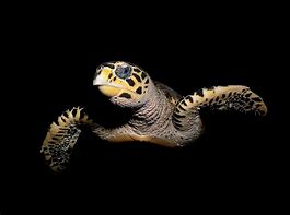 Image result for Flying Turtle