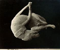 Image result for Pompeii Plaster Casts Bodies