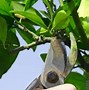 Image result for Bay Laurel Leaf Curl