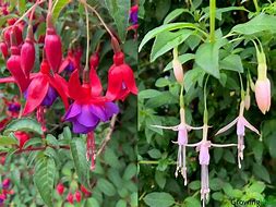 Image result for Fuchsia Plant Colors