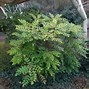 Image result for Mahonia bealei