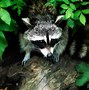 Image result for Raccoon Wallpaper 4K TV