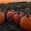 Image result for Apple Hill Pumpkin Patch