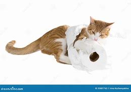Image result for Cat Pulling Toilet Paper